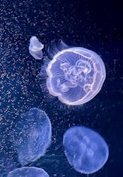 サンシャイン水族館に投稿された画像（2025/12/22）