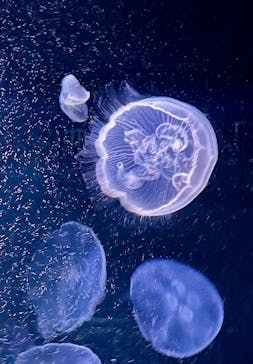 サンシャイン水族館に投稿された画像（2025/12/22）