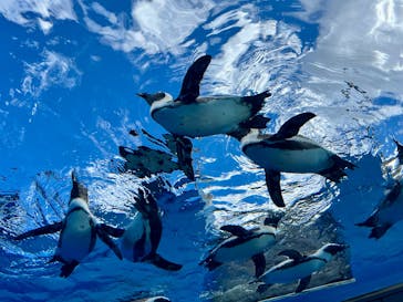 サンシャイン水族館に投稿された画像（2025/12/22）