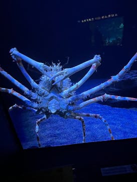 サンシャイン水族館に投稿された画像（2025/12/22）