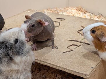 アニタッチららぽーと名古屋みなとアクルスに投稿された画像（2025/12/22）