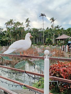 美らヤシパークオキナワ・東南植物楽園に投稿された画像（2025/12/22）