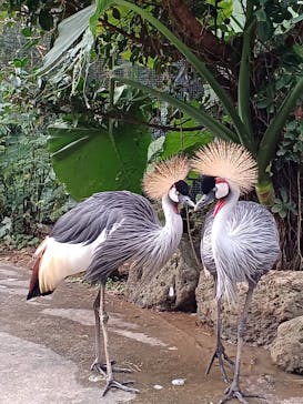 美らヤシパークオキナワ・東南植物楽園に投稿された画像（2025/12/22）