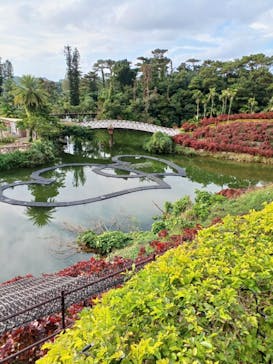 美らヤシパークオキナワ・東南植物楽園に投稿された画像（2025/12/22）