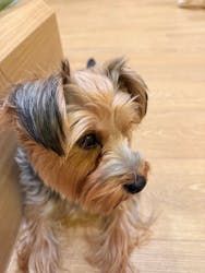 いぬカフェRio 浅草店に投稿された画像（2025/12/22）