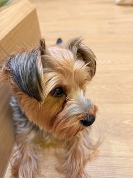 いぬカフェRio 浅草店に投稿された画像（2025/12/22）