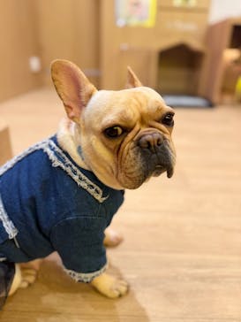 いぬカフェRio 浅草店に投稿された画像（2025/12/22）