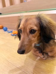 いぬカフェRio 浅草店に投稿された画像（2025/12/22）