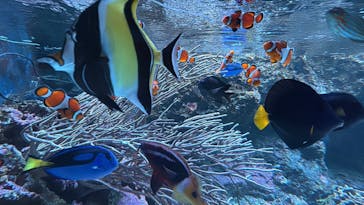 マクセル アクアパーク品川に投稿された画像（2025/12/22）