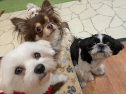 いぬカフェRio 下北沢店に投稿された画像（2025/12/22）