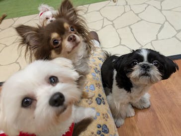 いぬカフェRio 下北沢店に投稿された画像（2025/12/22）