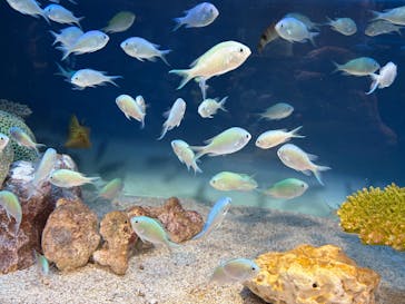 サンシャイン水族館に投稿された画像（2025/12/22）