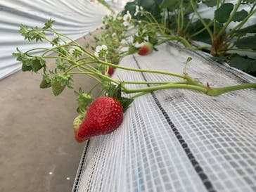 やすださん家のスイーツ園に投稿された画像（2025/12/22）