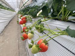 やすださん家のスイーツ園に投稿された画像（2025/12/22）