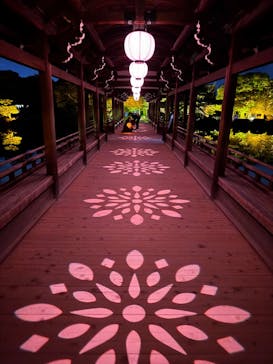 NAKEDヨルマイリ 2025-26 平安神宮に投稿された画像（2025/12/22）