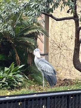 恩賜上野動物園に投稿された画像（2025/12/22）