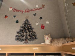 猫カフェモカ　神戸三宮店に投稿された画像（2025/12/22）