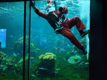 串本海中公園水族館に投稿された画像（2025/12/22）