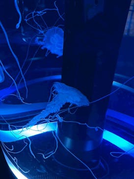 マクセル アクアパーク品川に投稿された画像（2025/12/22）