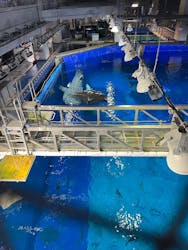 沖縄美ら海水族館に投稿された画像（2025/12/22）