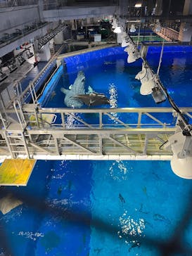 沖縄美ら海水族館に投稿された画像（2025/12/22）