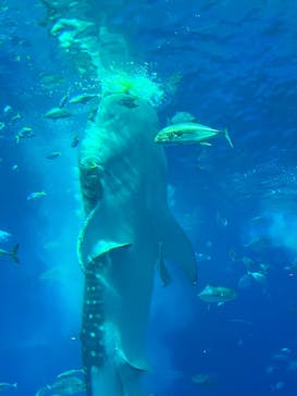 沖縄美ら海水族館に投稿された画像（2025/12/22）