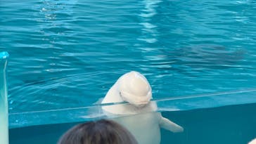 横浜・八景島シーパラダイスに投稿された画像（2025/12/22）