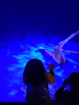 新江ノ島水族館に投稿された画像（2025/12/23）