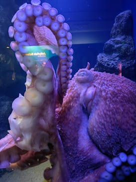 新江ノ島水族館に投稿された画像（2025/12/23）