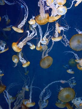 新江ノ島水族館に投稿された画像（2025/12/23）