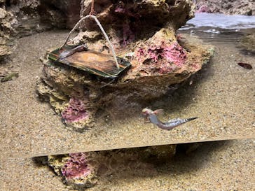 マリンワールド海の中道に投稿された画像（2025/12/23）