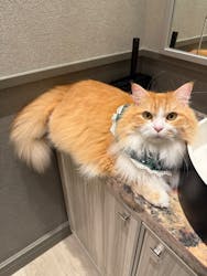 猫カフェモカ　イオンモール高崎店に投稿された画像（2025/12/23）