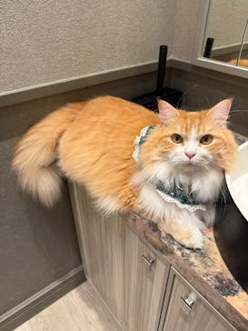 猫カフェモカ　イオンモール高崎店に投稿された画像（2025/12/23）