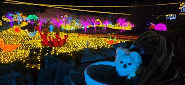 伊豆高原グランイルミに投稿された画像（2025/12/23）