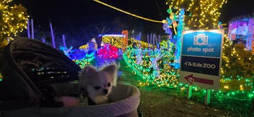 伊豆高原グランイルミに投稿された画像（2025/12/23）