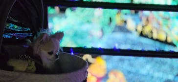 伊豆高原グランイルミに投稿された画像（2025/12/23）