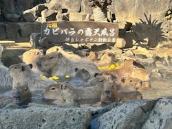 伊豆シャボテン動物公園に投稿された画像（2025/12/23）