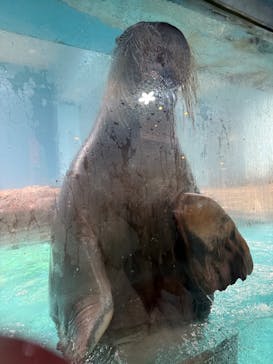 伊豆・三津シーパラダイスに投稿された画像（2025/12/23）