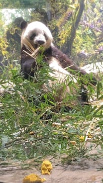 恩賜上野動物園に投稿された画像（2025/12/23）