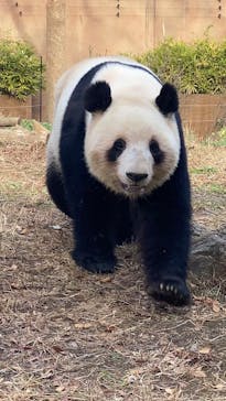 恩賜上野動物園に投稿された画像（2025/12/23）