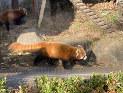恩賜上野動物園に投稿された画像（2025/12/23）