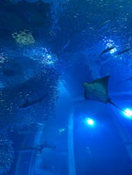 横浜・八景島シーパラダイスに投稿された画像（2025/12/23）