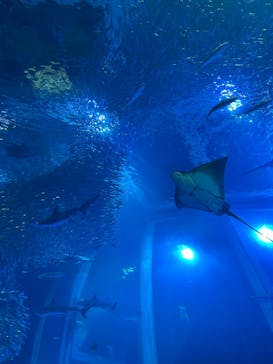 横浜・八景島シーパラダイスに投稿された画像（2025/12/23）