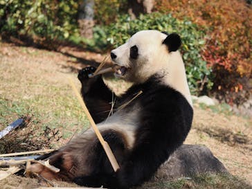 恩賜上野動物園に投稿された画像（2025/12/23）