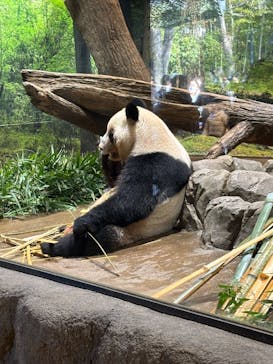 恩賜上野動物園に投稿された画像（2025/12/23）