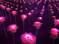 東京メガイルミに投稿された画像（2025/12/23）