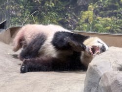 恩賜上野動物園に投稿された画像（2025/12/23）