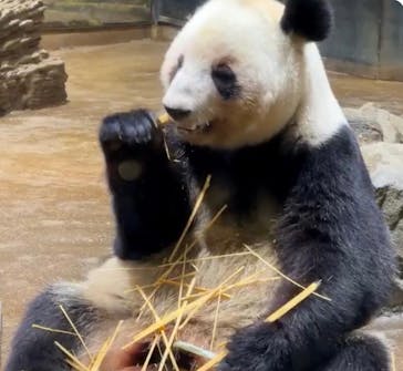 恩賜上野動物園に投稿された画像（2025/12/23）