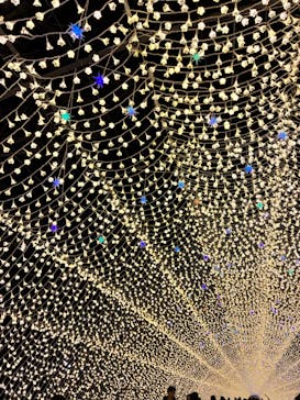 なばなの里に投稿された画像（2025/12/23）