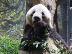 恩賜上野動物園に投稿された画像（2025/12/23）